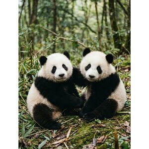 Custom Fridge Magnet Panda Bears Wildlife Home Kitchen Decor